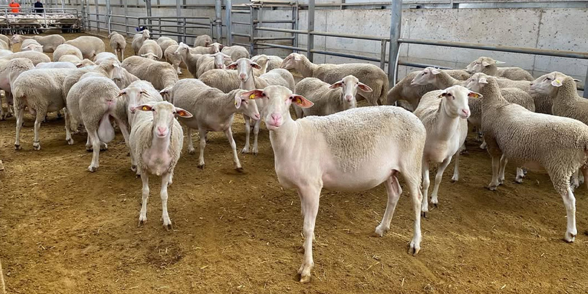 Lacaune Cinsi'nin Avantajları